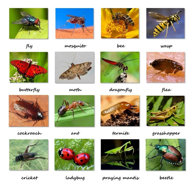 21-tu-vung-tieng-anh-ve-con-trung 21-tu-vung-tieng-anh-ve-con-trung