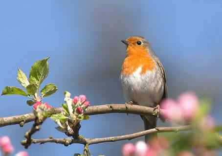 soan-bai-mua-xuan-nho-nho-cua-thanh-hai-soan-van-9